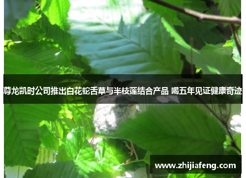 尊龙凯时公司推出白花蛇舌草与半枝莲结合产品 喝五年见证健康奇迹