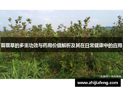 苜蓿草的多重功效与药用价值解析及其在日常健康中的应用